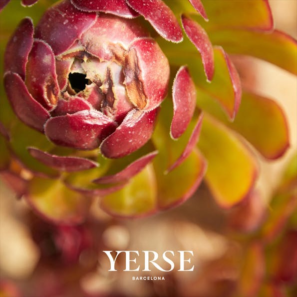 YERSE - Bordeaux Granate T-shirt